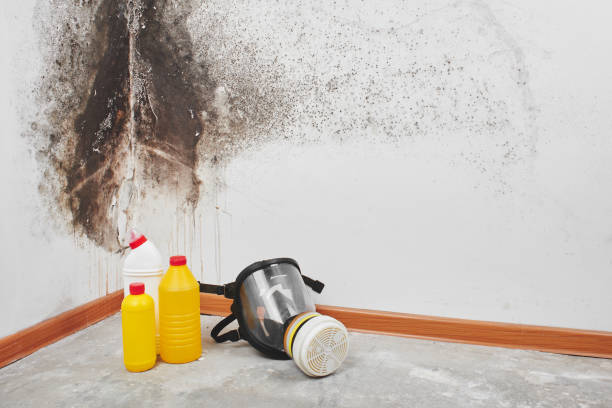 Best Affordable Mold Removal  in Nashvle, IL