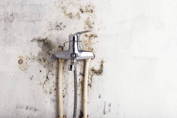 Mold Testing and Removal in Nashville, IL