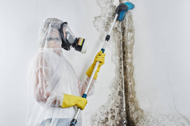 Best Black Mold Removal  in Nashvle, IL
