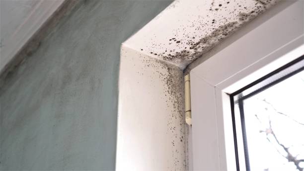 Mold Removal and Inspection in Nashville, IL