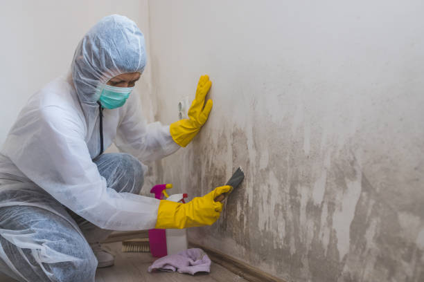 Best Same-Day Mold Removal  in Nashvle, IL