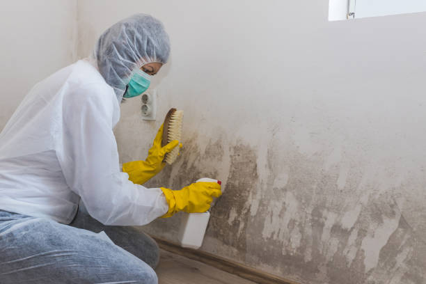 Best Office Mold Removal Services  in Nashvle, IL