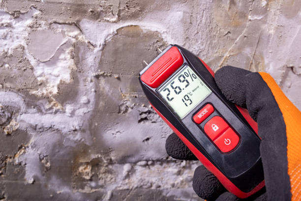 Best Certified Mold Removal  in Nashvle, IL