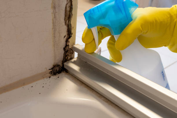 Best Residential Mold Removal  in Nashvle, IL