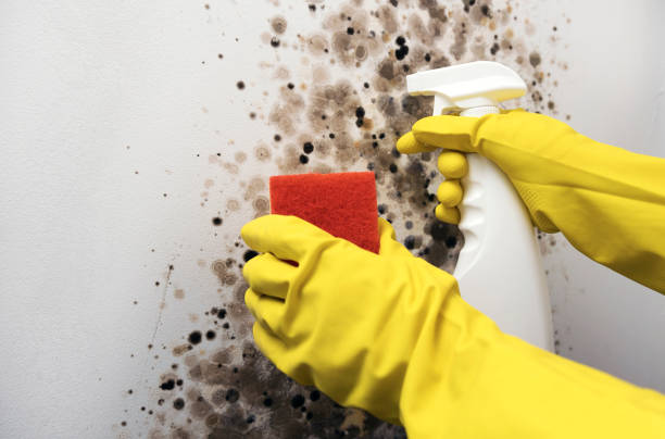 Best Crawl Space Mold Removal  in Nashvle, IL