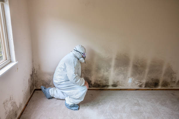 Best Certified Mold Removal  in Nashvle, IL
