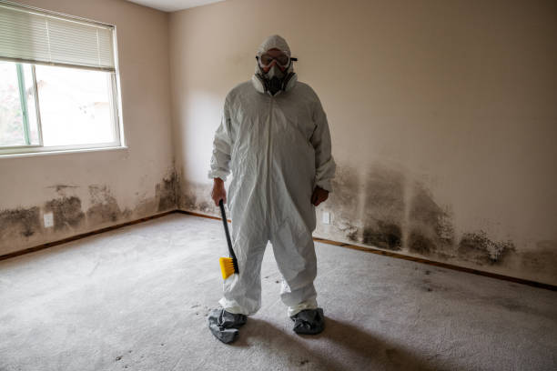 Best Mold Damage Repair  in Nashvle, IL