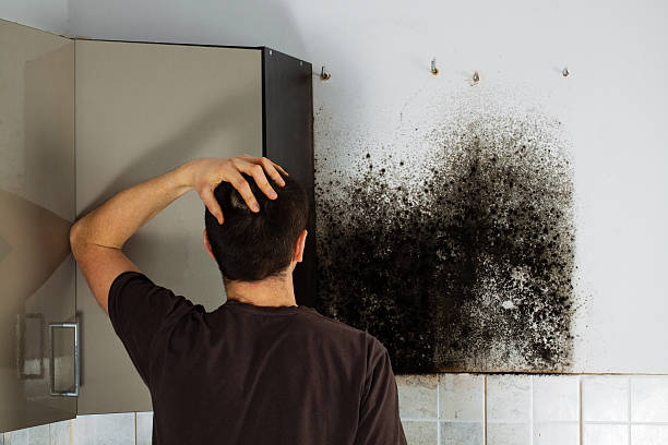 Best Mold Inspection  in Nashvle, IL