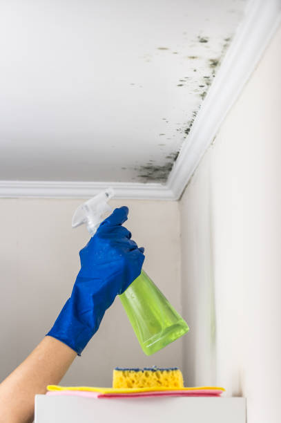 Best Mold Removal and Inspection  in Nashvle, IL