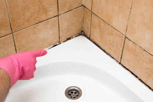 Best Mold Testing and Removal  in Nashvle, IL