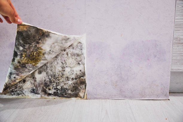 Best Residential Mold Removal  in Nashvle, IL